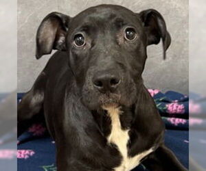 Labrador Retriever-Unknown Mix Dogs for adoption in Canton, CT, USA