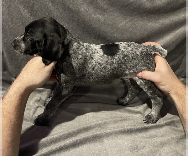 Medium Photo #5 German Shorthaired Pointer Puppy For Sale in MAKANDA, IL, USA