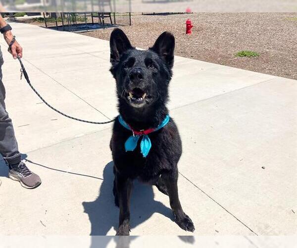 Medium Photo #1 German Shepherd Dog Puppy For Sale in Orange, CA, USA
