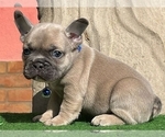 Small Photo #6 French Bulldog Puppy For Sale in BOSTON, MA, USA