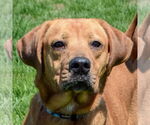 Small #1 Redbone Coonhound-Rhodesian Ridgeback Mix