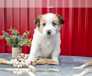 Medium Australian Shepherd