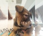 Small #15 German Shepherd Dog Mix