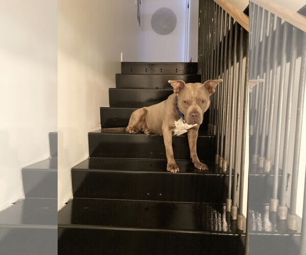 Medium Photo #13 Mutt Puppy For Sale in Philadelphia, PA, USA