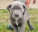 Small Photo #2 Cane Corso Puppy For Sale in LANHAM, MD, USA