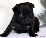 Small Photo #87 Pug Puppy For Sale in WINNSBORO, TX, USA