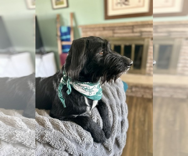 Medium Photo #16 Labrador Retriever-Unknown Mix Puppy For Sale in Sandy, UT, USA