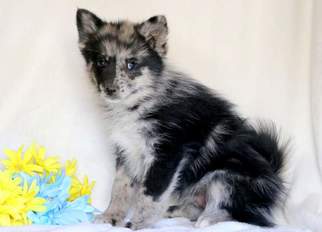 Pomsky Puppy for sale in MOUNT JOY, PA, USA