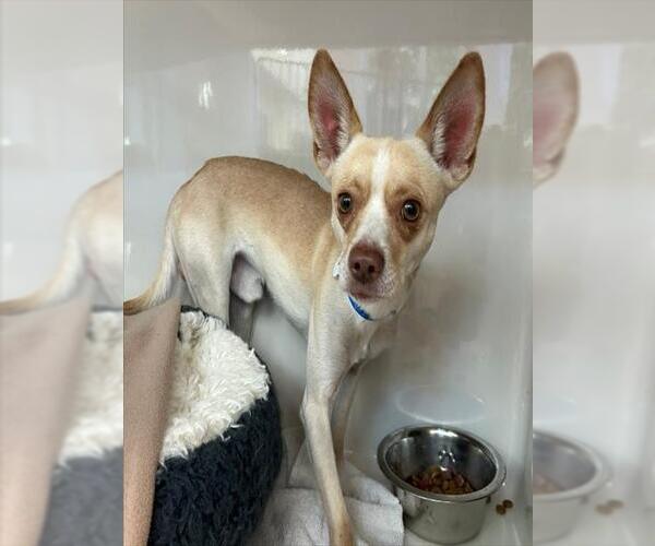 Medium Photo #1 Chihuahua-Unknown Mix Puppy For Sale in Las Vegas, NV, USA