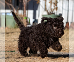 Small Photo #27 Spanish Water Dog Puppy For Sale in SIMLA, CO, USA