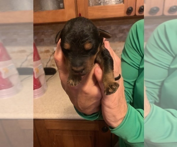 Medium Photo #1 Airedale Terrier Puppy For Sale in GILBERT, AZ, USA