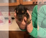 Puppy 0 Airedale Terrier
