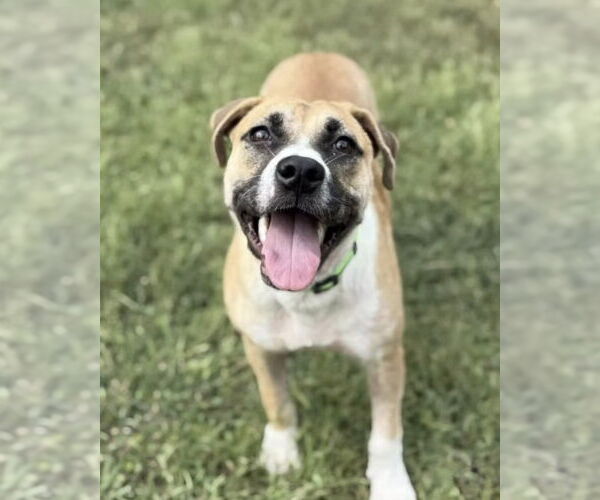 Medium Photo #2 American Staffordshire Terrier-Labrador Retriever Mix Puppy For Sale in Brewster, NY, USA