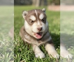 Small Photo #3 Siberian Husky Puppy For Sale in LINDALE, TX, USA
