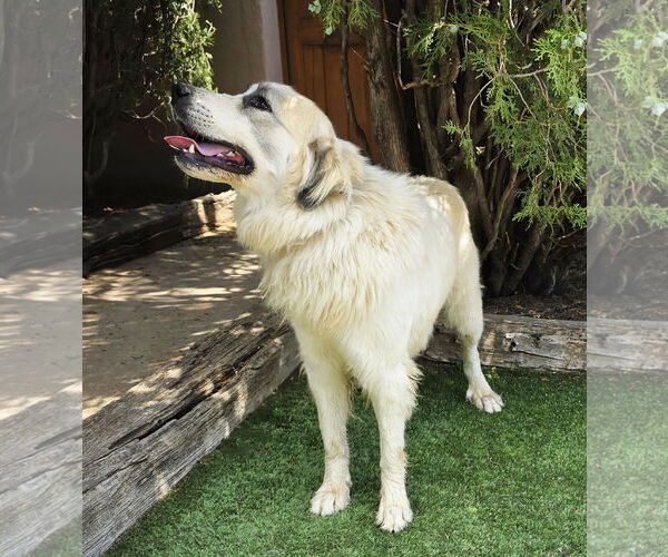 Medium Photo #2 Great Pyrenees Puppy For Sale in Albuquerque, NM, USA