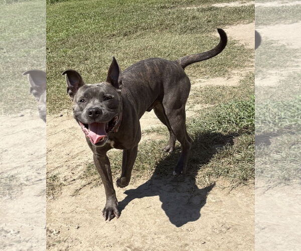 Medium Photo #2 Staffordshire Bull Terrier-Unknown Mix Puppy For Sale in Virginia Beach, VA, USA