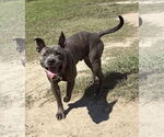 Small #1 Staffordshire Bull Terrier Mix