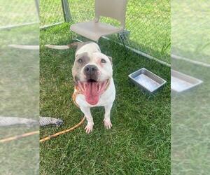 American Pit Bull Terrier Dogs for adoption in Louisville, KY, USA