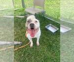 Small American Pit Bull Terrier