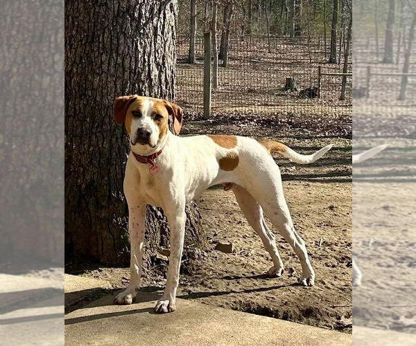 Medium Photo #10 Pointer-Unknown Mix Puppy For Sale in Hillsboro, MO, USA
