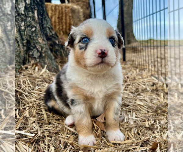Medium Photo #38 Australian Shepherd Puppy For Sale in SMITHS GROVE, KY, USA