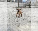 Small Photo #49 Rhodesian Ridgeback Puppy For Sale in MORONGO VALLEY, CA, USA