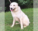 Small #1 Great Pyrenees Mix