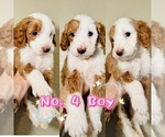 Puppy Puppy 4 Labradoodle-Poodle (Standard) Mix