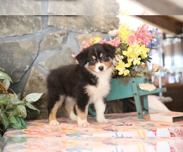 Medium Photo #8 Australian Shepherd Puppy For Sale in WESTFIELD, MA, USA