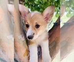 Puppy 1 Pembroke Welsh Corgi
