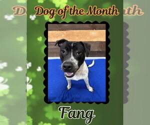 American Pit Bull Terrier-Dalmatian Mix Dogs for adoption in Rockaway, NJ, USA