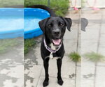 Small #1 Labrador Retriever Mix