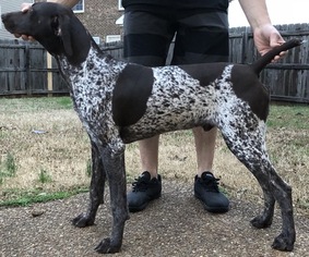 German Shorthaired Pointer Puppy for sale in SPRING HILL, TN, USA