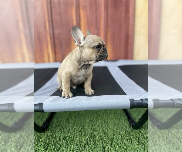 Medium Photo #6 French Bulldog Puppy For Sale in OCEANSIDE, CA, USA