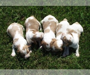 Brittany Puppy for Sale in CATALPA, Virginia USA
