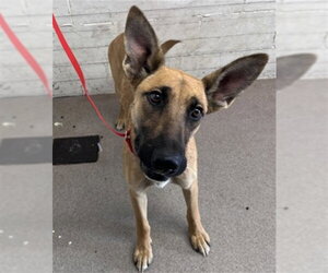 German Shepherd Dog Dogs for adoption in San Bernardino, CA, USA