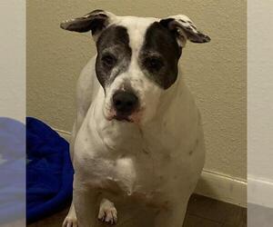 American Staffordshire Terrier Dogs for adoption in San Antonio, TX, USA