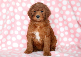 Poodle (Standard) Puppy for sale in MOUNT JOY, PA, USA