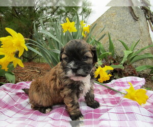 Shih Tzu Puppy for sale in SHILOH, OH, USA