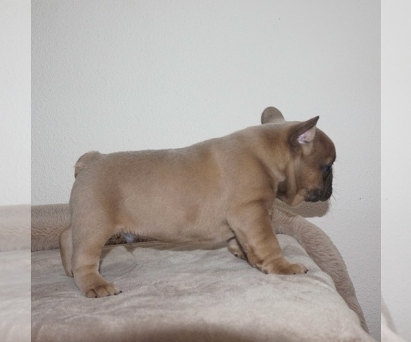 Medium Photo #4 French Bulldog Puppy For Sale in BORING, OR, USA