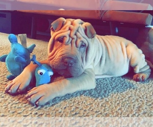Chinese Shar-Pei Puppy for sale in WILSONVILLE, OR, USA