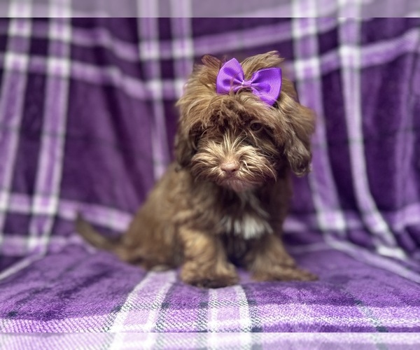 Medium Photo #8 ShihPoo Puppy For Sale in LAKELAND, FL, USA