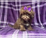 Small #7 ShihPoo