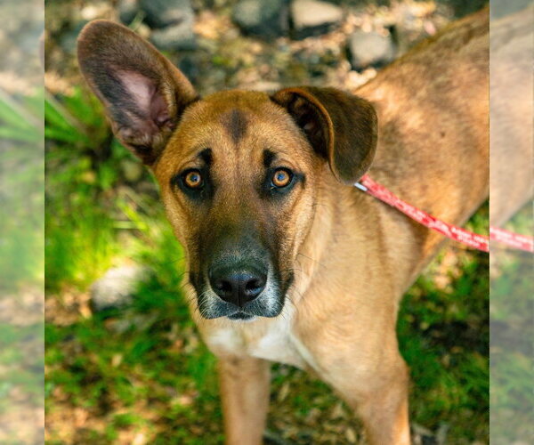 Medium Photo #39 Mutt Puppy For Sale in Canton, CT, USA