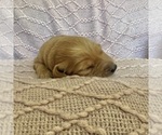 Small Photo #4 Golden Retriever Puppy For Sale in JEFFERSON, IA, USA