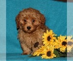 Small Photo #1 Poovanese Puppy For Sale in CHRISTIANA, PA, USA