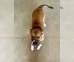 Small #2 Mutt