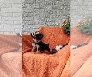 Yorkshire Terrier Puppy for sale in INDIANAPOLIS, IN, USA