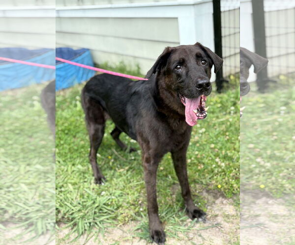 Medium Photo #1 Labrador Retriever Puppy For Sale in Virginia Beach, VA, USA