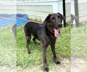 Labrador Retriever Dogs for adoption in Virginia Beach, VA, USA